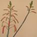 Aloe aristata c.JPG
